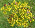 Burnet butterfly duinkruiskruidboven-insecten.webp