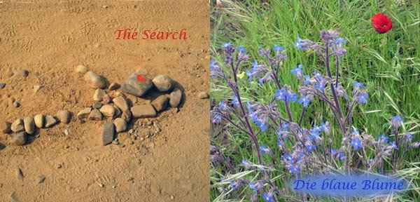 Search-for-die-blaue-Blume.jpg