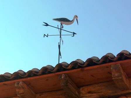 Stork.jpg
