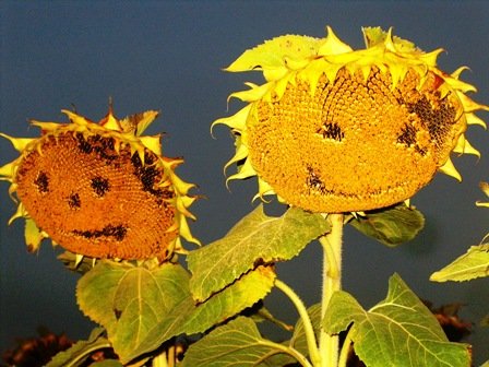 Smily sunflowers.jpg