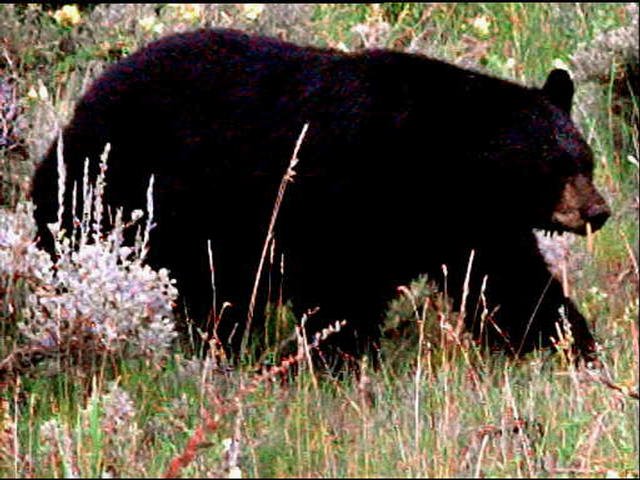 black bear.jpg.jpeg
