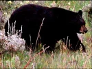 black bear.jpg.webp