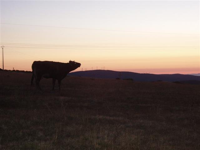Leon Foncebadón cow at dawn (Small).JPG