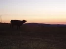 Leon Foncebadón cow at dawn (Small).webp