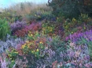 Wildflowers.webp