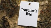 bbc-travelers-tree.jpg