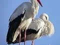 Storks.webp