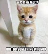 cat-meme-6.webp