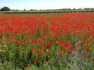 Poppies_i.webp