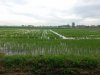 More-Ricefields.jpg