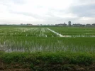 More-Ricefields.webp