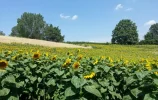 Waking-sunflowers.webp