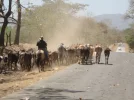 DSC02440 cattle.webp