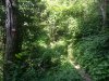Overgrown-path.jpg