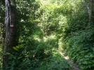 Overgrown-path.webp