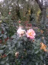 rosa, Camino de Santiago.%0A.webp