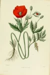 Coquelicot.jpg