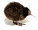 kiwi.png