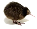 kiwi.png