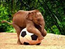 Elephant with ball.jpg