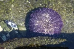 b sea urchin.webp