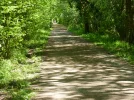 Forest_Way1.webp