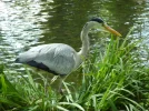 Wandle_heron3_300mm.webp