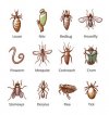 insect-parasite-set-with-names-dangerous-pests-vector-25118525.jpg
