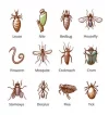 insect-parasite-set-with-names-dangerous-pests-vector-25118525.webp