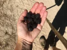 wild blackberries.webp