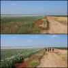 Vasco Poppy Fields.webp