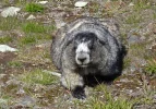 W marmot.jpg