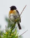 stonechat.jpg