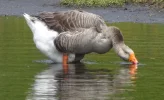 greylag.jpg