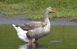 greylag1.jpg