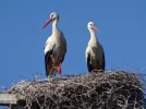 stork1.webp