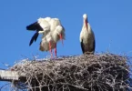 stork2.webp