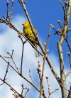 Yellowhammer.webp