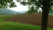 maize shoots in Pyrenees .webp