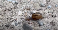 Spanish snail.webp