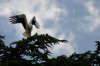 0193-stork in Segovia (Valsain - Zamarramala, 25.06.14).jpg