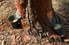 0264-collecting pine sap in pinario (Zamarramala - Ane, 26.06.14).jpg