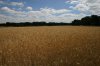 0347-cereal field in pinario (Villeguillo-Alcazaren, 29.06.14).jpg