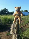 Teddy-bear-tightly-strapped-on.webp