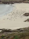 IMG_2261 Seagulls and beach Muxia.webp