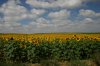 0565-sunflower field before Santervas (Villalon de Campos-Grajal de Campos, 07.07.14).jpg