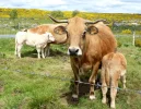 Aubrac Cattle.webp