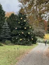 Xmas_tree.webp