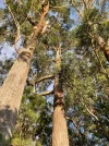 Blue Gum High Forest.webp