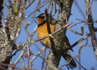 Varied Thrush.webp